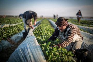 αγρότες Παλαιστίνιοι δυσφήμιση Ισραήλ χρηματοδότηση