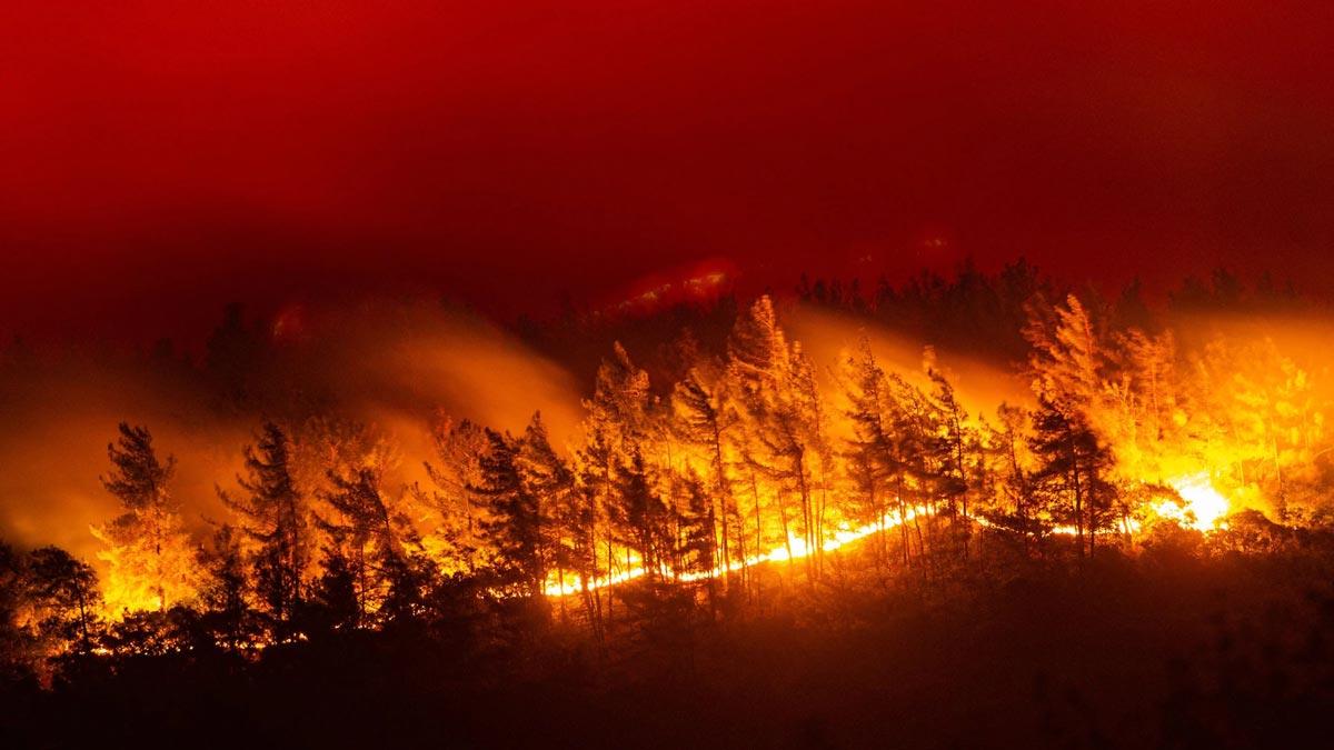 δασικές πυρκαγιές Πανελλήνια Ένωση Βιοεπιστημόνων δάση οικοσύστημα πρόληψη διαχείριση