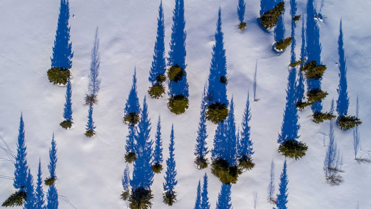 δέντρα αρκτική τούνδρα κλιματική κρίση υπερθέρμανση